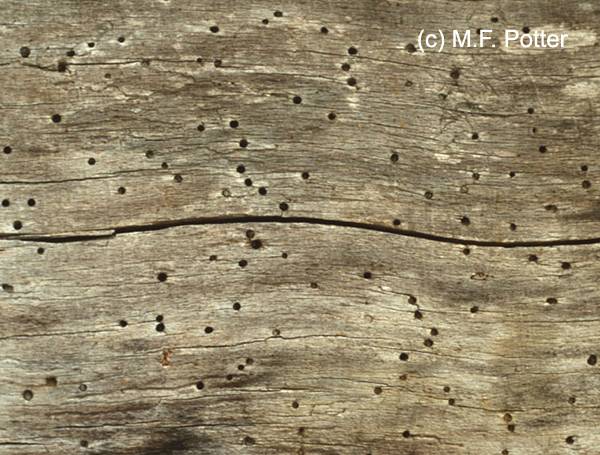 powder post beetle-pinholes